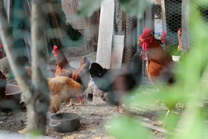 flock of chicken